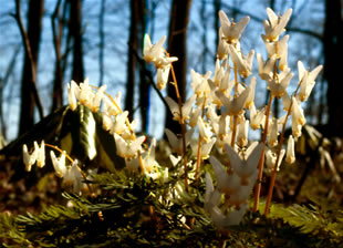 Dicentra s0030
